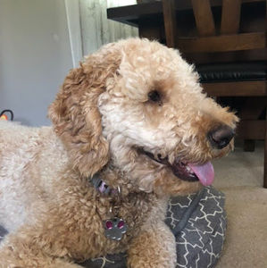 Meet your Posher, Corps